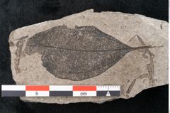 Foto (Detailansicht) von Zizyphus paradisiacus Unger (NHMW-GEO-2024-0188-6671)